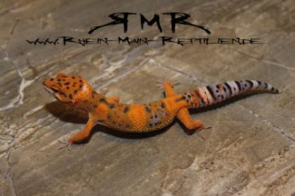 Sehr schöne Leopardgeckos und Kronengeckos abzugeben.