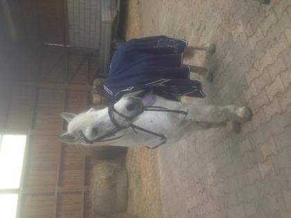 Reitbeteiligung an aufgeweckter Ponystute 