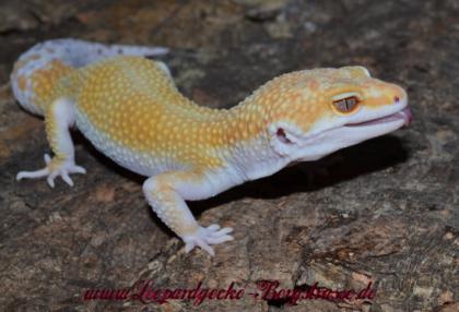 Leopardgeckos abzugeben