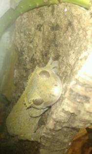 Kronenkopfgecko, Kronengecko, Leopardgecko, Höckerkopfgecko, Rhacotactylus, Geck