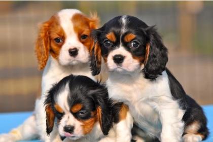  Bildschöne Cavalier King Charles Spaniel Welpen