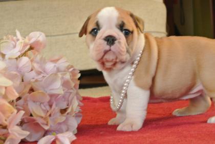 Drei süße Englische Bulldogge suchen ein neues Zuhause!