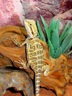 0.1 weibliche Bartagame - 5 Monate alt Weibchen Pogona vitticeps