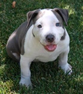 American Pitbull Terrier (MAKY)