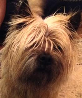 Cairn Terrier, Rüde