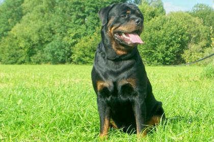 Deckrüde Rottweiler  Iram vom Nesenbach  mit ZTP Multi-Champion steht bereit