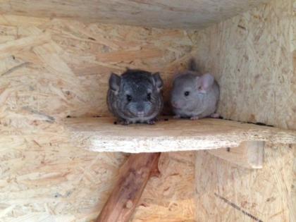 Süße Chinchilla Babys mit Stammbaum! Handzam!