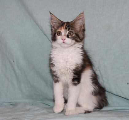 Maine Coon Babys suchen Familienanschluss