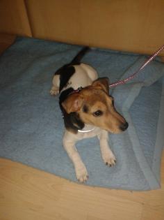 4 monate alte Jack Russel Hündin