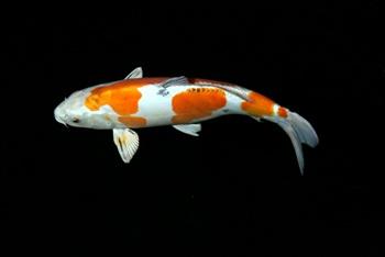 Goldfische-Teichfische-Koi uvm. Fa.Fördefisch