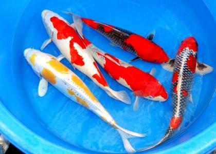 Versand von Koi-Teichfischen-Biotopfischen uvm. // Fa.Fördefisch