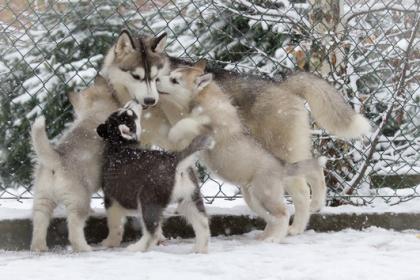 Süß siberian husky babys mit ADRK-Papieren, Suchen Ein Neues Zuhause