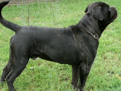 Mehrfach prämiert Cane Corso Hund zu verkaufen