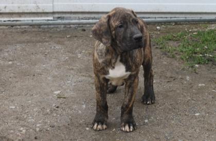 Fila Brasileiro Welpen mit Papieren