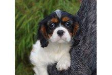 !!Wunderschöne Cavalier King Charles Spaniel Welpen!! 