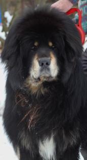 Tibet Mastiff   Welpen (Do Khyi)