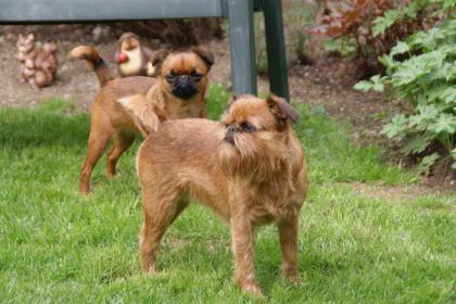 Belgischer Griffon, Zwerggriffon, Französische Bulldogge, kinderlieb, kein Jagdt