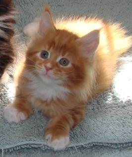 Reinrassige maine coon mit Papieren
