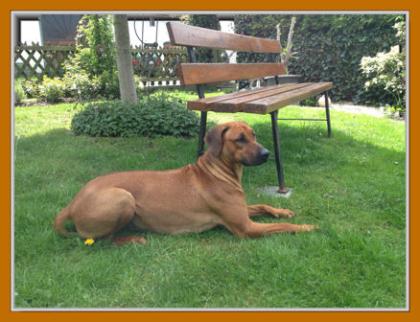 Rhodesian Ridgeback Wurfankündigung Mai2021