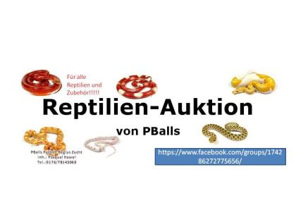 Reptilien Auktion!!! Nur bei Facebook!!!