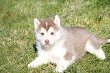 Liebe Siberian Husky Welpen ab 13.01-0.7978