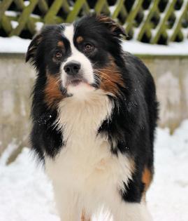 Ausdrucksvoller Australian Shepherd Deckrüde