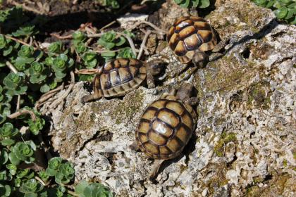 Testudo  Marginata Nachzucht2021