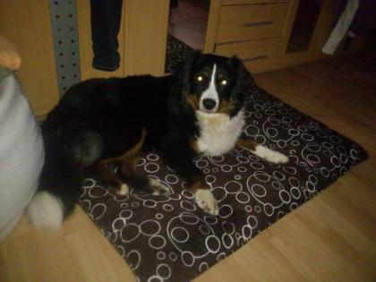 Appenzeller sennhund sucht neues Zuhause 