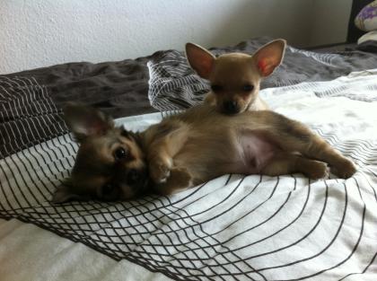 Chihuahua Welpen Mini