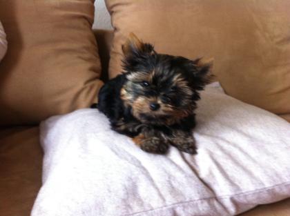 Yorkshireterrier Welpen Mini