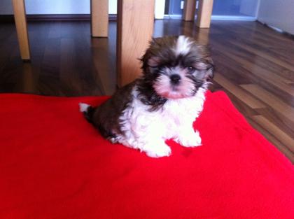 Shih Tzu Welpen