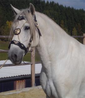 Gekörter Lusitano Hengst steht in Oberösterreich für Ihre Stute bereit