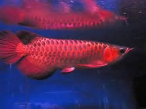 Chili rot  Arowana Fische zum Verkauf.