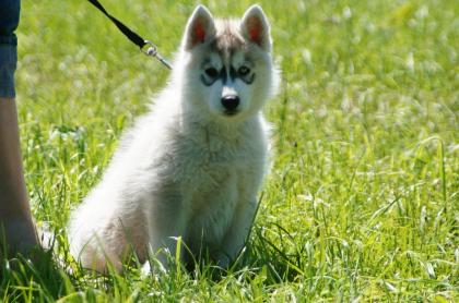 Wunderschöner Husky-Welpe /weiblich 10 Wochen mit VDH/FCI-Papieren sucht liebevo