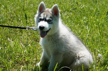 Gesunder rasse-typischer Husky-Welpe, Rüde, 10 Wochen aus streng kontrollierter 