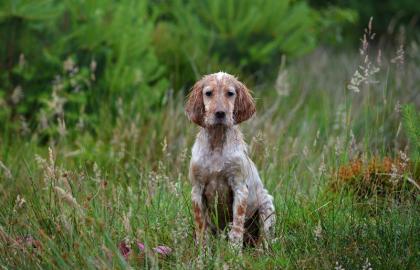 Goa English Setter Hündin Welpe