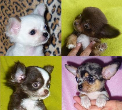 MINI Chihuahua Welpen