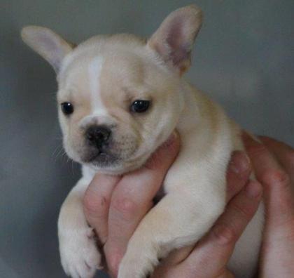 Französische Bulldoggen Rüde in Creme mit Papieren