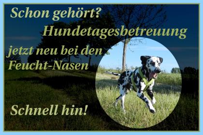 Jetzt neu: Hundetagesbetreuung und Gassiservice in 01796 Pirna