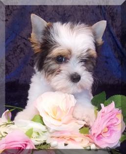 Süßer, sehr kleiner Biewer Yorkshire Terrier Rüde Welpe