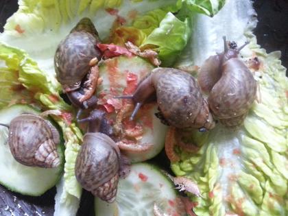 Achatschnecken, Nachzuchten von Achatina fulica und A.immaculata 