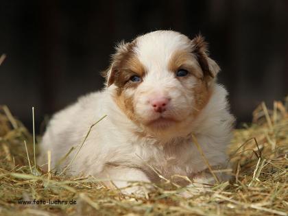 Australian Shepherd Welpen