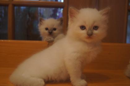 Unsere Ragdolls suchen neues Personal