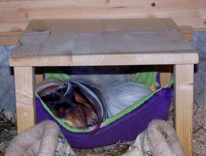 Kuschelsachen,Hängematten mit Gestell für Meerschweinchen,Kleintiere in der Vorr