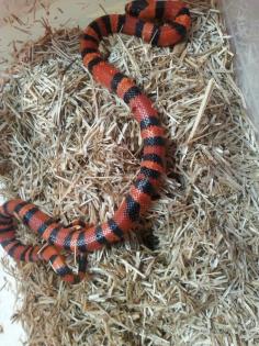 Lampropeltis t. hondurensis tangerine dream - het für albino/ghost