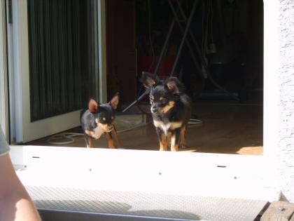 2 Chihuahua-Buben suchen Familie mit viel Zeit zum spielen und kuscheln!