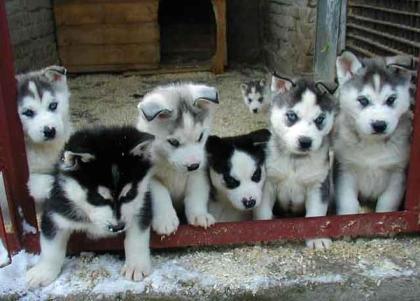 Siberian Husky Welpen