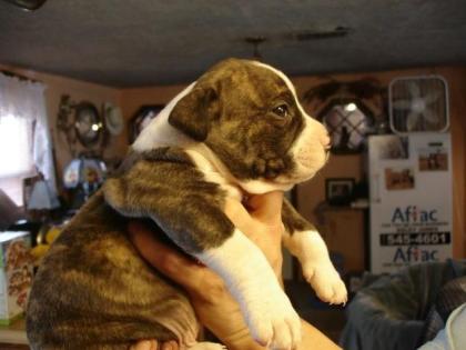 Staffordshire terrier