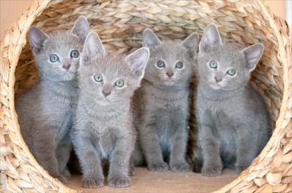 Reinrassige Russisch Blau Kitten mit Stammbaum