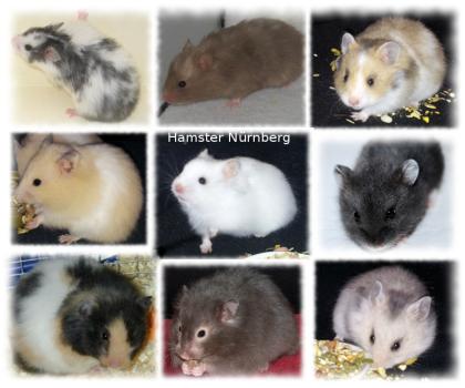 Hamster ( Goldhamster / Teddyhamster ) aus Hobbyzucht